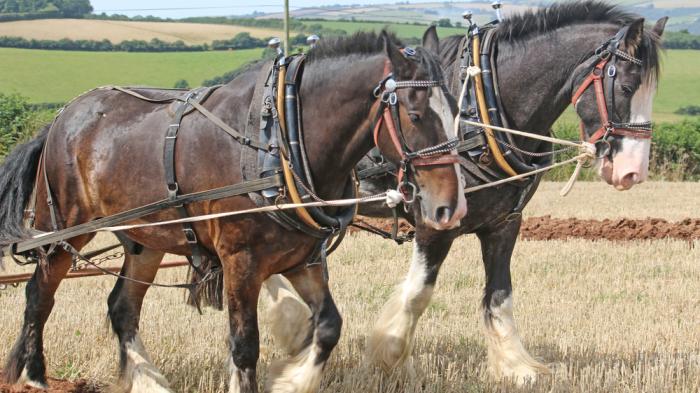 Shire Horses die englischen Riesen Trabland.de